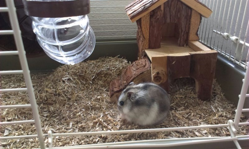 A hamster on easy-living small pet bedding